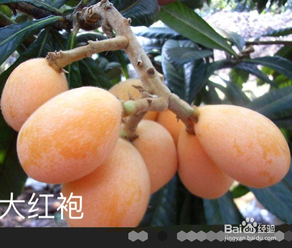 枇杷的分类与价值图解