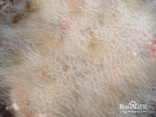 好吃的酱爆虾球小吃