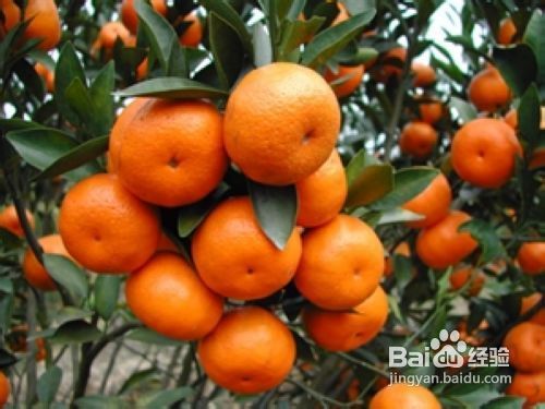 心脏病患者要有选择的饮食