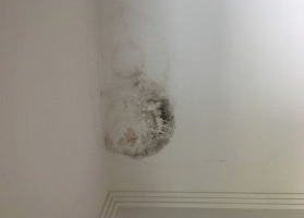 墙体发霉处理