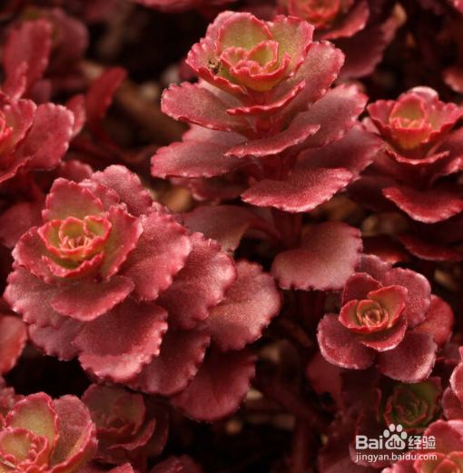 冬季怎样养护多肉植物小球玫瑰？