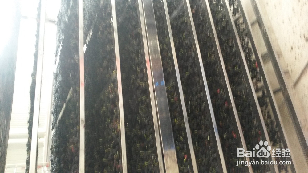 桑葚烘干机的作用,桑椹烘干机的使用