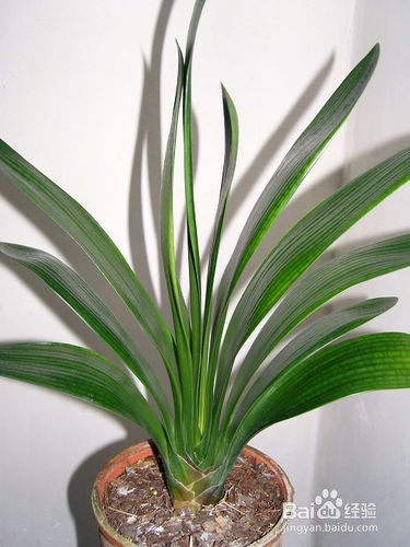 君子兰烂根了怎么办？