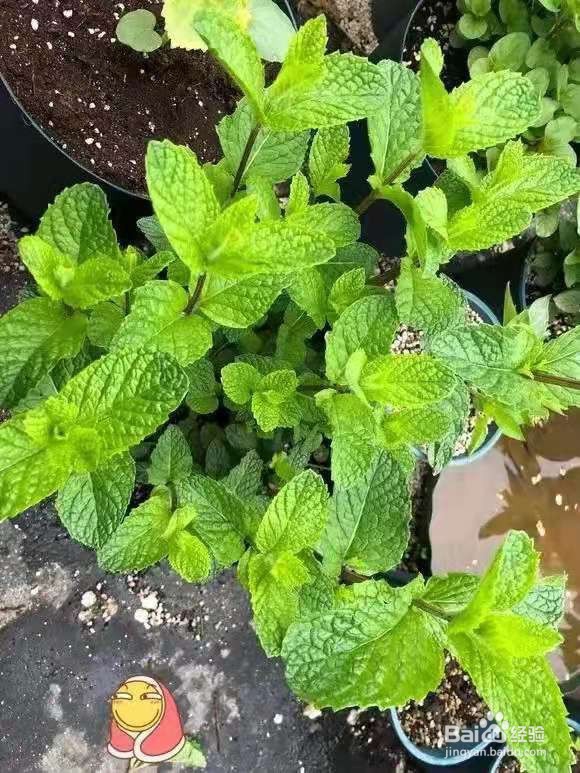 6种花家家必养，小病小痛用得上，药费都省了