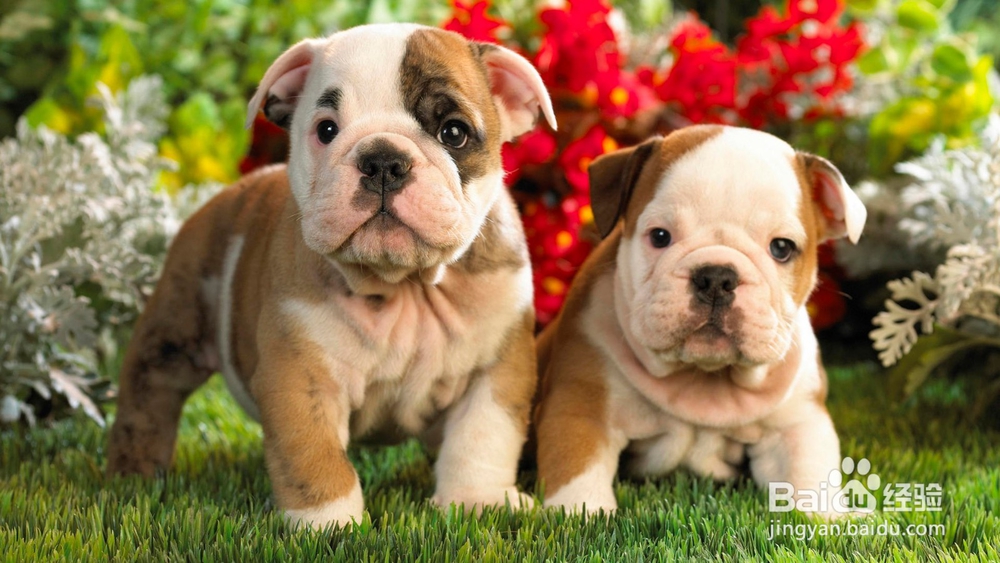 怎么样才能走出丢失狗狗的痛苦