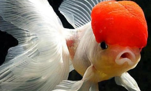 金鱼的寿命是什么