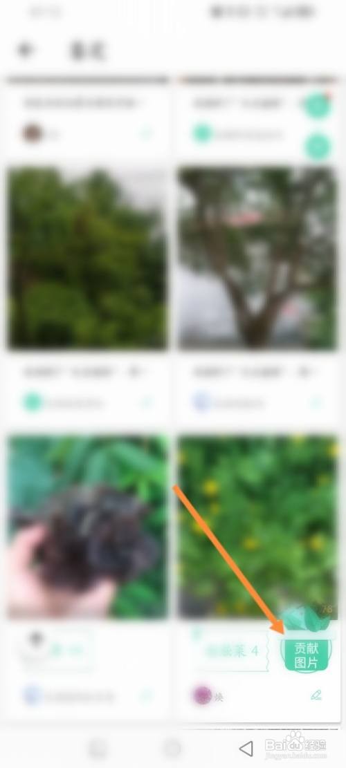 形色APP在哪里上传贡献植物图片