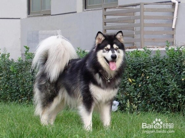 狗狗,我的世界不能没有你