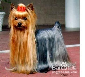 狗狗,我的世界不能没有你