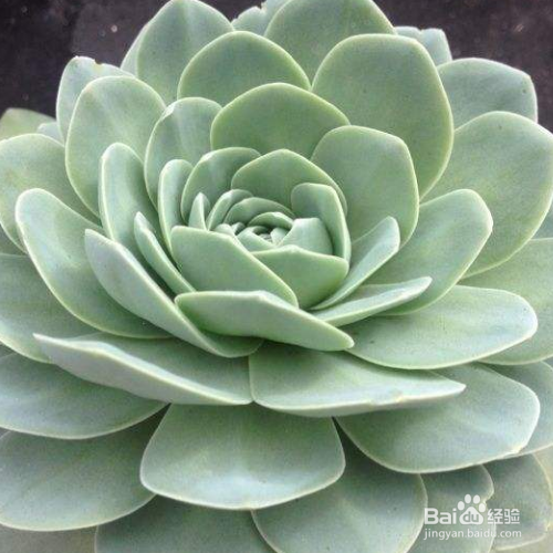 在家中该如何养殖青凤凰？