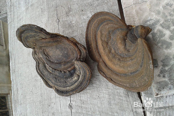 千玉芝的保健作用