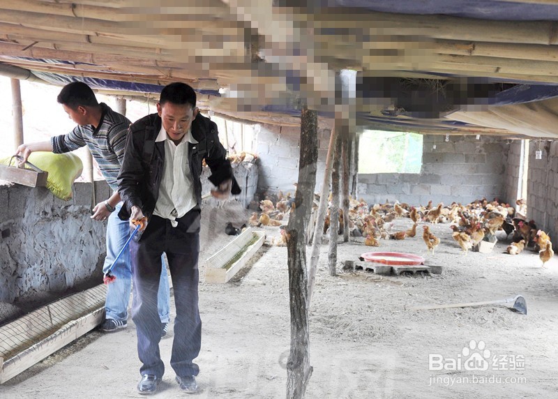 养鸡场空鸡舍的冲洗管理三个常识