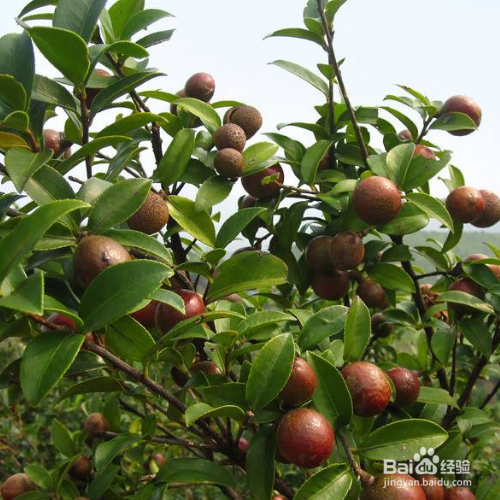 如何养殖好油茶