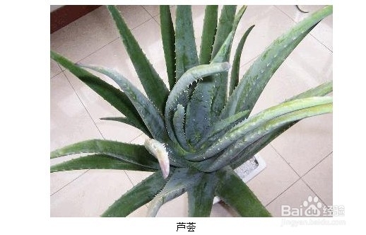 室内植物大全