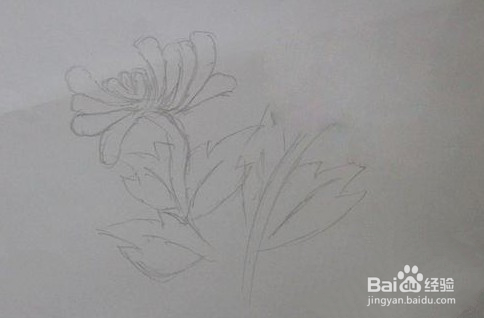 怎样画出菊花的简笔画