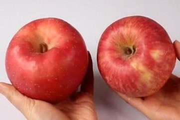 不同种类的苹果,如何挑选苹果?