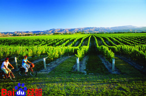 世界葡萄酒旅游胜地---微醺酒香享受阳光