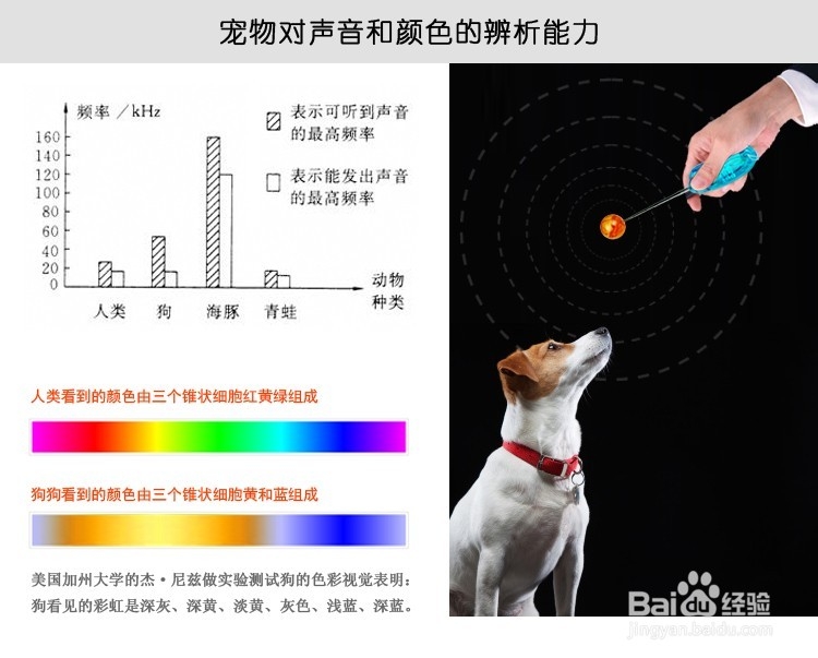 宠物指挥官：[2]如何训练狗狗追逐引导球