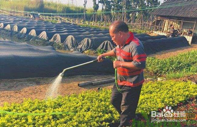 薄荷的养殖方法和注意事项