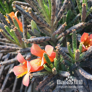 棒叶不死鸟怎么养