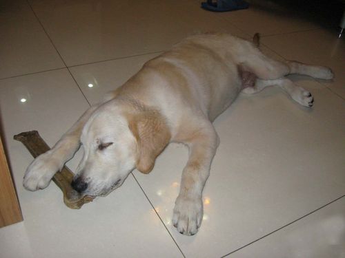 饲养金毛应该注意什么