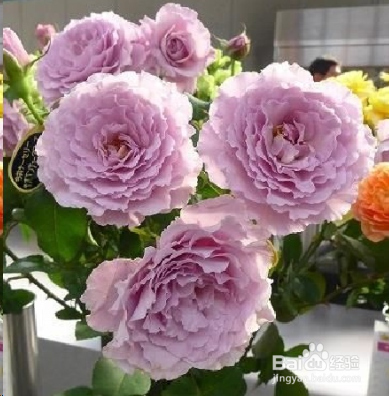 蓝妖：不可错过的经典灌木月季品种介绍