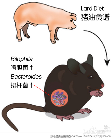 减肥难别急，精准调控细菌的方法已横空出世！
