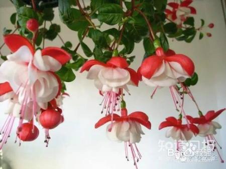 世界最美的8款垂吊花，看一眼就疯狂！
