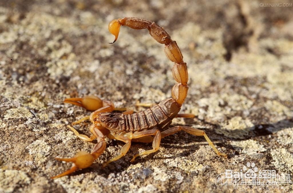 与荨麻疹一起生活 怎样治疗荨麻疹