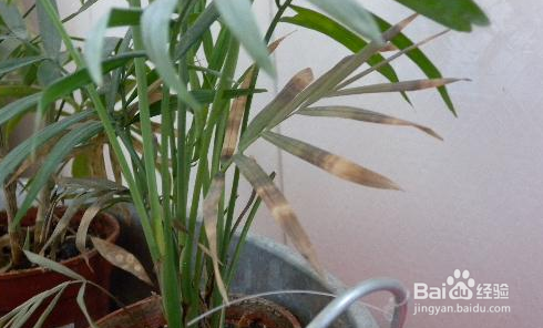 袖珍椰子叶子发黄怎么办