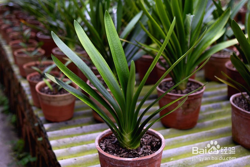 如何给君子兰施肥