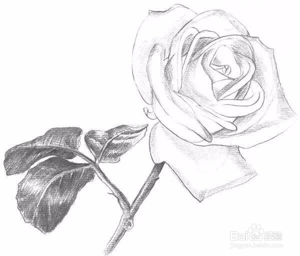 新手如何画一支玫瑰花