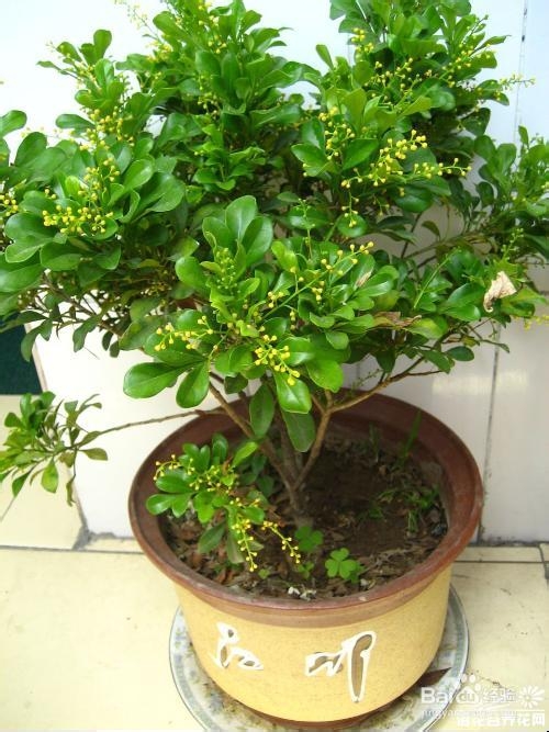 米兰花怎么剪枝
