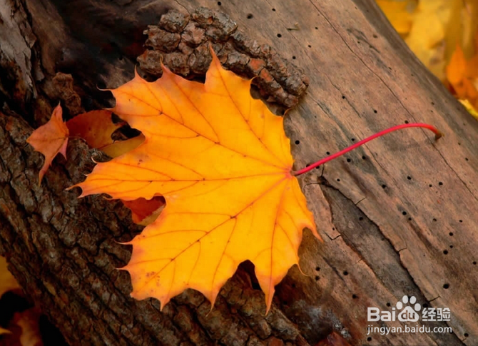 美国​皮玛社区学院申请情况