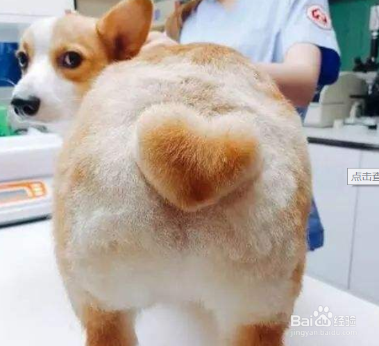 怎么训练柯基犬 最初的训练内容有哪些
