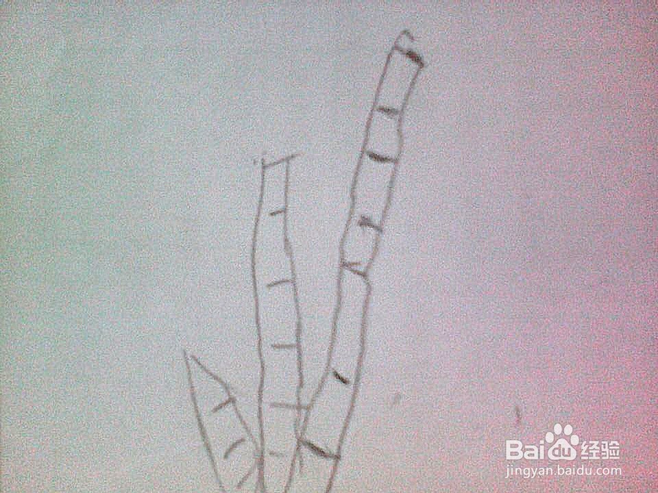 简笔画 竹子的画法