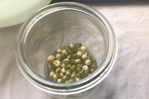 手把手教你制作绿豆盆栽