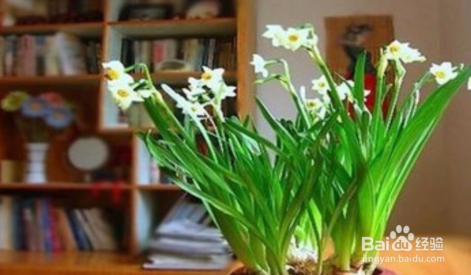 水仙花的根烂了怎么办