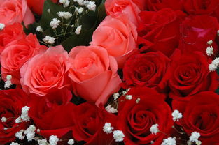 玫瑰花的中药用途