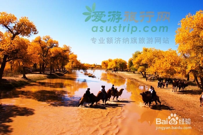 额济纳旗胡杨节