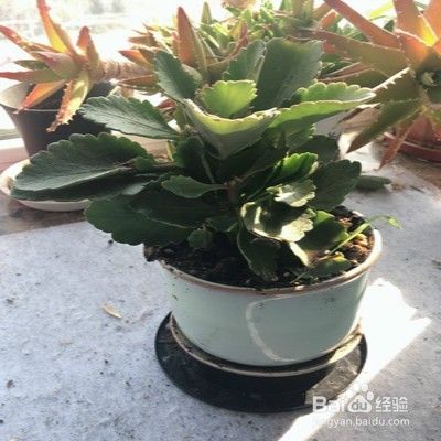 怎样预防长寿花有蝴蝶产卵 百度经验