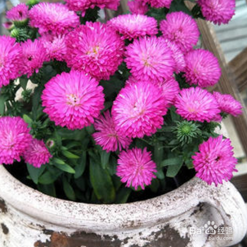 盆栽千头菊的养殖方法