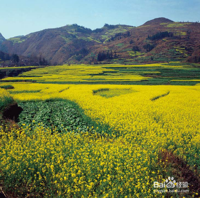 教你在罗平油菜花旅行如何选景拍照 系列5