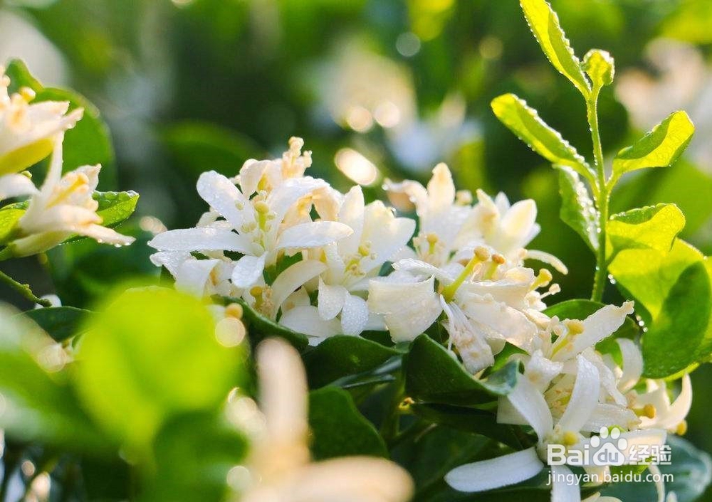 九里香不开花怎么办