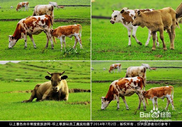 乌兰布统自驾游攻略