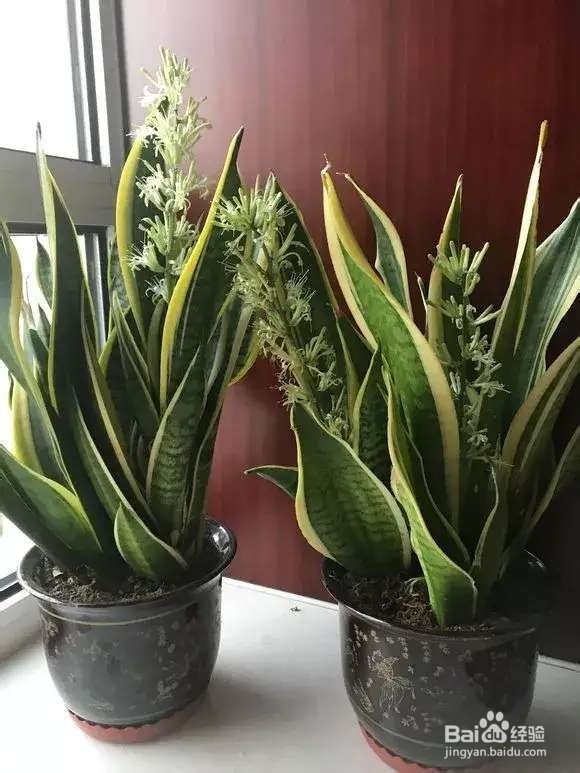 选盆很关键,4种花用小盆“挤着养”,才长得旺