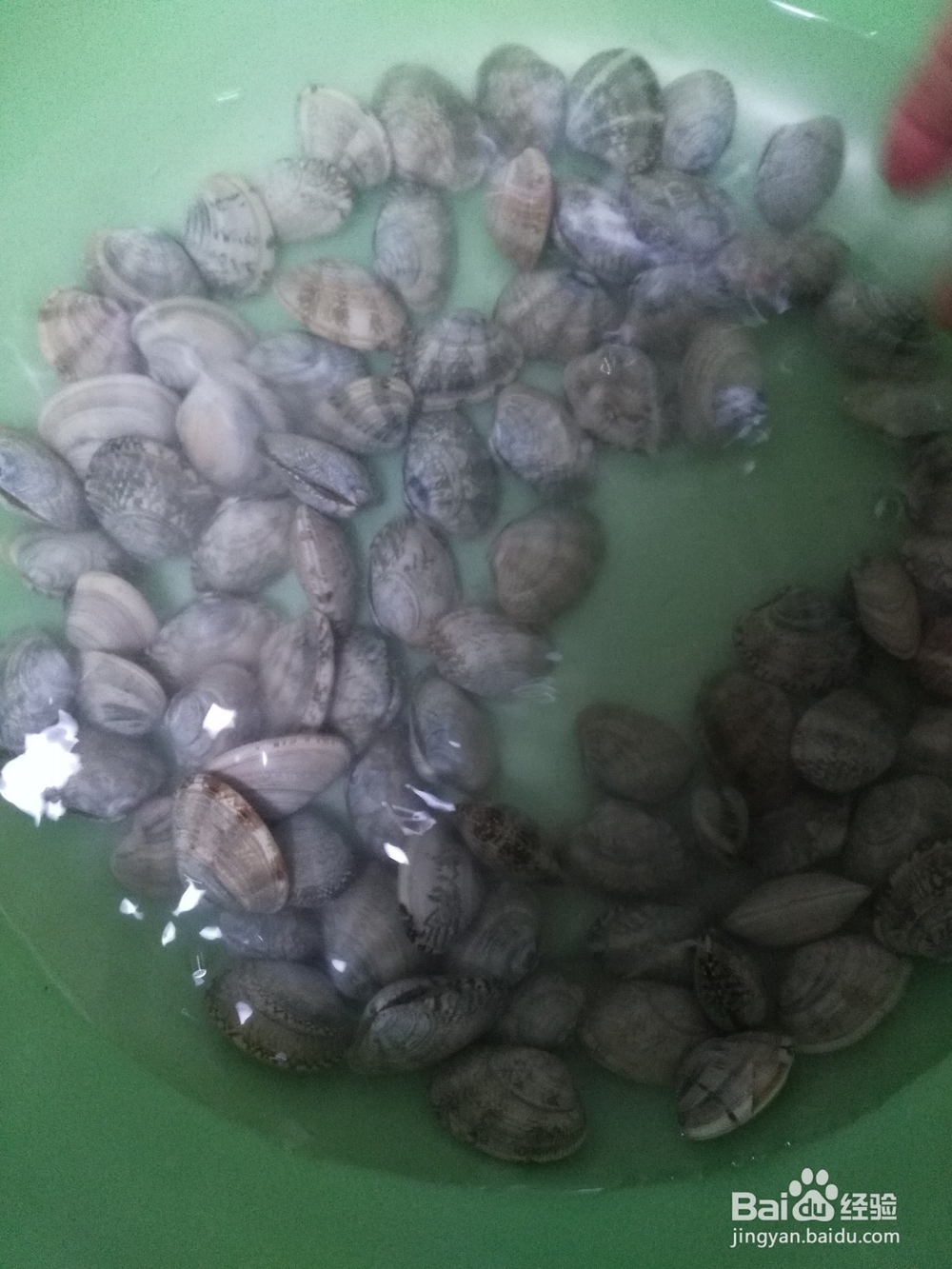 美味花甲的家常做法