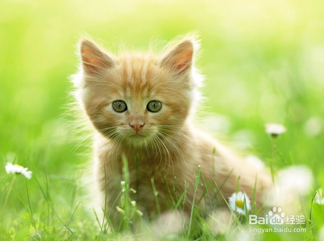 小猫一直叫的原因及解决办法