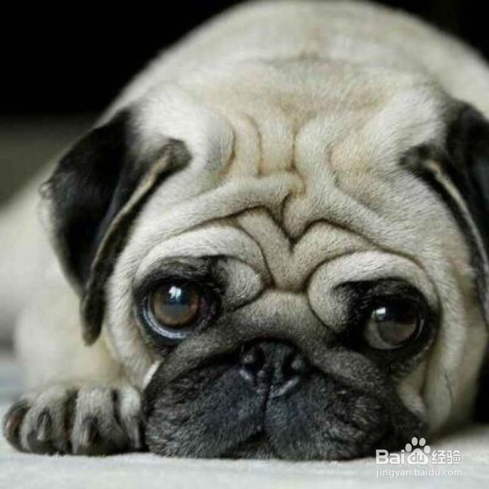 如何快速区分巴哥 和斗牛