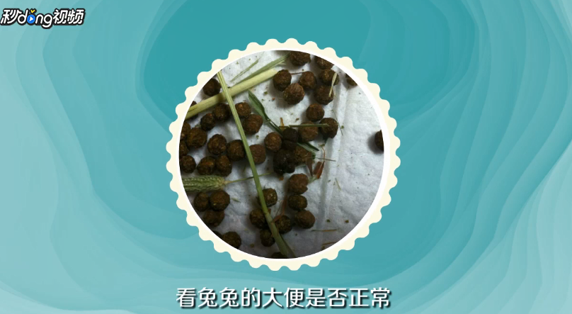 养兔子有什么方法